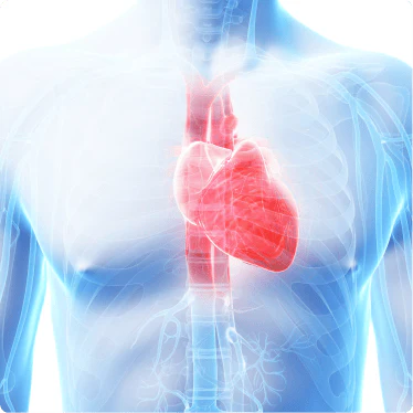 Your Heart Stays Protected Long-Term.